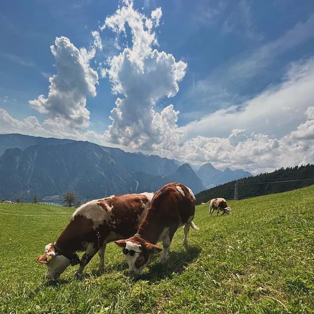 Kühe Alm